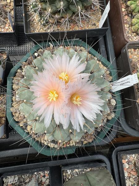 Thelocactus lophothele